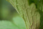 Tall thimbleweed